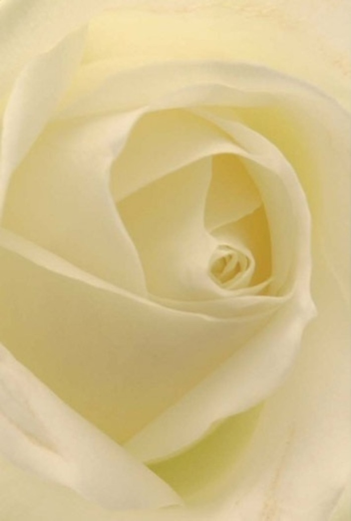 From this close vantage point, the white rose reveals a symphony of softness and depth: petals blending from pure white to silken cream, layered in a spiral that suggests both simplicity and elegance-a signature flourish appreciated by Aldgate's diverse clientele. The natural light, dappled and gentle as if filtered through the glass facades lining Aldgate High Street, emphasizes the gentle transparency at the petals' margins. At the core, the tight spiral represents not just purity, but quiet resilience-qualities embraced in the daily life of nearby communities. The shading and subtle shadows create a sense of movement and life, reminiscent of ripples across water in the city's pocket parks. As someone passionate about local floral artistry, I see how this bloom is chosen for heartfelt expressions-an earnest apology, a romantic gesture, or an elevated wedding arrangement for Aldgate's vibrant gatherings. The imagined fragrance is clean and understated, offering silent reassurance and comfort. Each petal's perfection and the harmonious flow of colour reflect the careful attention given to every bouquet, sourced fresh for same-day delivery throughout Aldgate. The rose here is more than a flower; it's a quiet participant in the profound moments experienced across our neighbourhood.